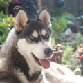 Siberische Husky