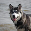Siberische Husky