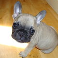Franse Bulldog
