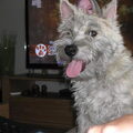 Cairn Terrier
