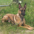 Mechelse Herder