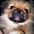 Pekingees