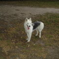Alaskan Malamute