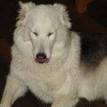 Alaskan Malamute