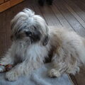 Tibetaanse Terrier