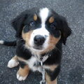 Berner Sennenhond
