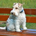 Foxterrier, draadhaar