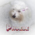 Maltezer