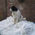 Landseer
