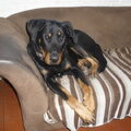 Beauceron