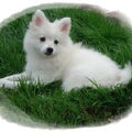 Keeshond, Middenslag