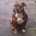 Old English Bulldog