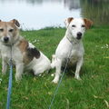 Jack Russell Terrier