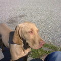 Vizsla (Hongaarse staande hond)