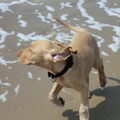 Vizsla (Hongaarse staande hond)