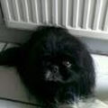 Pekingees