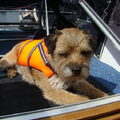 Border Terrier