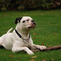 Amerikaanse Bulldog