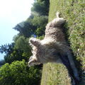 Laekense Herder