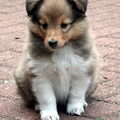 Sheltie