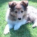 Sheltie