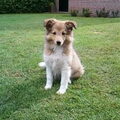 Sheltie
