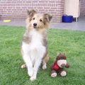 Sheltie