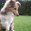 Sheltie