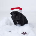 Franse Bulldog