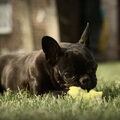 Franse Bulldog
