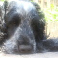 Engelse Cocker Spaniel