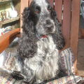 Engelse Cocker Spaniel