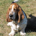 Basset Hound