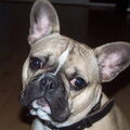 Franse Bulldog
