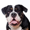 Old English Bulldog
