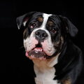 Old English Bulldog