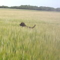 Chesapeake Bay Retriever