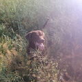 Chesapeake Bay Retriever