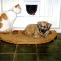 Irish Softcoated Wheaten Terriër