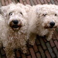 Irish Softcoated Wheaten Terriër