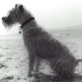 Irish Softcoated Wheaten Terriër