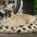 Franse Bulldog