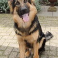 Oud Duitse Herdershond