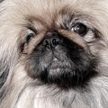 Pekingees