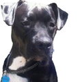 American Staffordshire Terrier