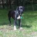 American Staffordshire Terrier