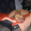 Bordeauxdog