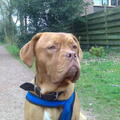 Bordeauxdog