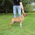 Staffordshire Bull Terrier