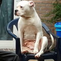 Amerikaanse Bulldog
